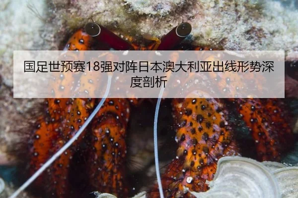 guo-zu-shi-yu-sai-qiang-dui-zhen-ri-ben-ao-da-li-ya-chu-xian-xing-shi-shen-du-pou-xi-2-257.jpg